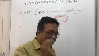 urine concentration and dilutionADHVasopressinDiabetes Insipidus part 1