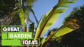 How to Create a Tropical Garden at Home  Gardening  Great Home Ideas