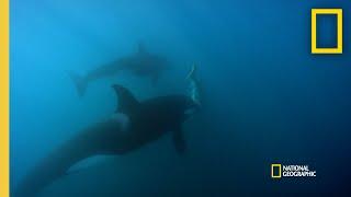 Orca Hunt Seven Gill Sharks  Orca vs. Great White