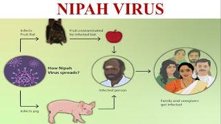 Nipah Virus  Cause Symptom Diagnosis & Prevention of Nipah Virus Infection