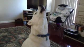 Siberian Husky Howling