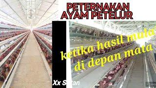 Mulai Terlihat Hasil Dari Peternakan Ayam Petelur