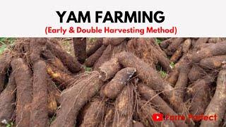 Grow Yam and Harvest in 4-5months.Double Harvest Method