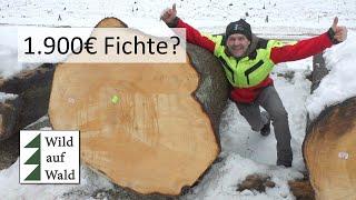 € SÜNDHAFT teures Holz € Stämme von Fichte Tanne Kiefer und Lärche #wildaufwald