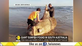 Group of fishermen found Weird Giant Sunfish in South Australia