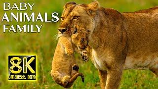 Baby Animals Family in 8K ULTRA HD 60fps - Family Animals Beautiful in World with Relaxing Music
