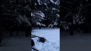 странные крики в лесу #зима #winter #creepy #крипово