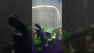 Tiger Oscar Trying To Get Through Barricade To Get At Other Fish