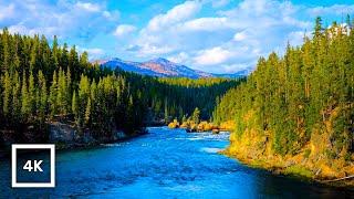 4K Yellowstone Mountain River Ambience  Relaxing Nature Sounds for Sleep & Study