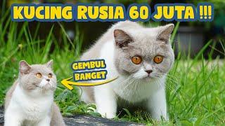 KUCING BRITISH DARI RUSIA 60 JUTA AKHIRNYA DATANG JUGA  URA 