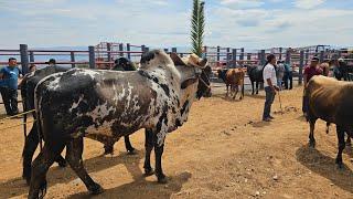 Solo lo Mejor de lo Mejor Yuntas de Toros Vacas Becerros Sementales y más en Magdalena Teitipac ymas