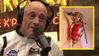 Joe Rogan Goes on EPIC RANT about KILLING Bugs