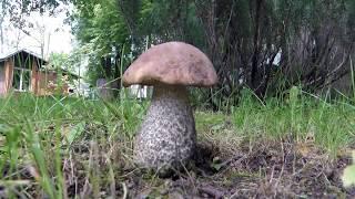Как растёт гриб Подберезовик - таймлапс ускоренная съёмка