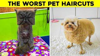 The Worst Pet Haircuts Ever