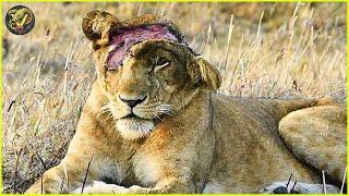 Painful Moments Lions Has Failed While Hunting Their Prey What Happened  Animal Fighting