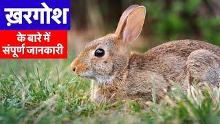 ख़रगोश के बारे में संपूर्ण जानकारी  Complete information about Rabbit 