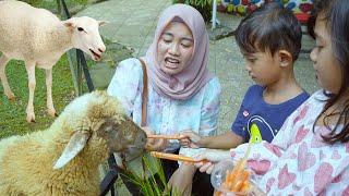 ADUH SAKIT DIGIGIT KAMBING  Liburan Sekolah Kasih Makan Hewan  Ali vlog