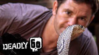 Dangerous Monocled Cobra  Deadly 60  BBC Earth Kids