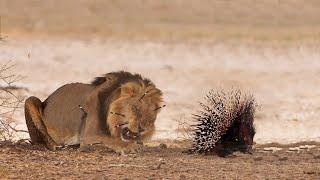 Extreme fight Lion vs Porcupine Wild Animals Attack