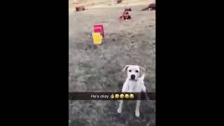 Dog Catches on the Swing and Makes a Double Backflip