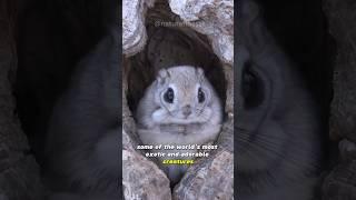 Japanese Flying Squirrel  Most Adorable Wide Eyed Cuteness