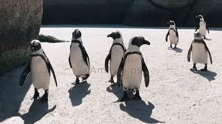 African Penguins  Spheniscus Demersus  Unique & Interesting Facts About Them