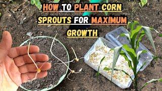 How to Plant Your Corn Sprouts for Maximum Growth #corn #popcorn #gardening #gardeningtips #seeds