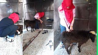 woman butcher sheepEducational video Miss Ahoo