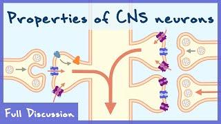 Properties of Neurons In The Central Nervous System Neurophysiology  Full discussion