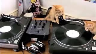 cat become a dj to play music