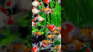 FISH COLOUR AQUARIUM #fish #shorts  #ikanglofish world ikan koi 166