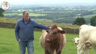 24 Hours in Farming - Beef Shorthorn