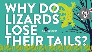 Why Do Lizards Lose Their Tails?