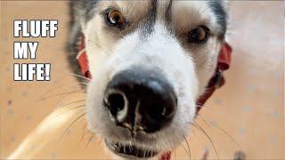 Arguing With My Husky About His Harness AGAIN