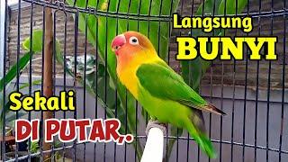 Lovebird Gacor Ngekek Panjang Bikin NYAUT Luar BIASA.. BARU DI PUTAR LANGSUNG IKUT BUNYI