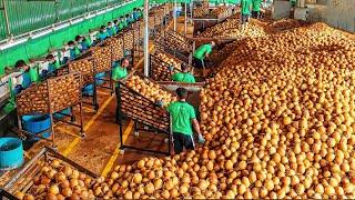 How Indonesian Farmers Produce 18 Million Tons of Coconut Each Year