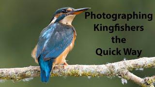 Kingfishers are easy birds to photograph so long as you do it right.