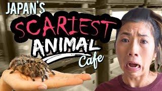 The CRAZIEST Animal Cafe in Japan  Osaka Travel Guide