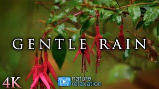 4K Gentle Rain - Soothing Nature Scenes for Relaxation Sleep White Noise