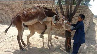 excellent donkey meeting first time 202