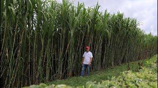 I Visited The Biggest Livestock Feed Production Farm In Kenya  Become Rich Between 3-6 Months