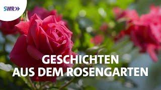 Faszinierende Welt der Rosen  SWR Doku