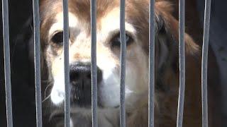 Ventura County Animal Shelter reopens to the public