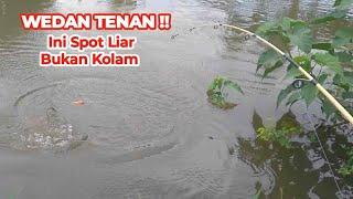 WEDAN TENAN  Ini Spot Liar Bukan Kolam Tapi Penuh Ikan Mas Bikin Pemancing Heran