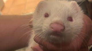 Evde gelincik beslemek  yeni gelincik aldık  bahçede sansar var #gelincik #ferret #sansar