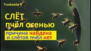 Пчёлы исчезают осенью. Слёт пчёл? Или всё оказалось гораздо проще. Мои поиски и результат ЕСТЬ 