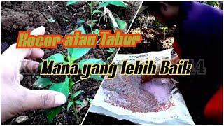 Aplikasi Pupuk Dengan Sistem Tabur  Budidaya Cabe Merah 5