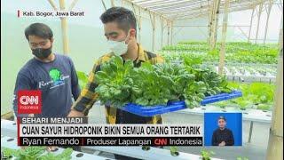 Cuan Sayur Hidroponik Bikin Semua Orang Tertarik