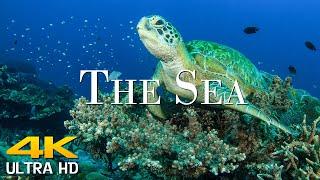 4K Ultra UHD Under The Sea 4K - Soothing Music Along With Beautiful Nature Video Scenic Film 4K