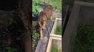 Watch This Abyssinian Cats Adorable Response To My Call #cat #abyssiniancat